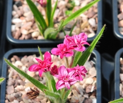 Double deep red flowers